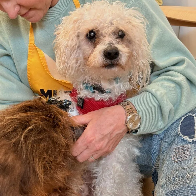 Silverstone thumbnail 2