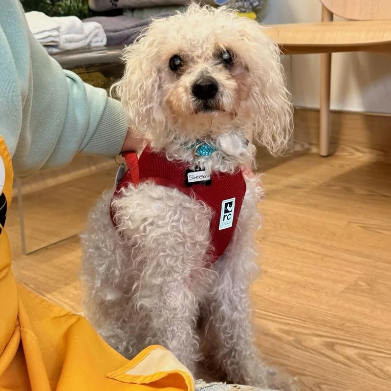 Silverstone thumbnail 3