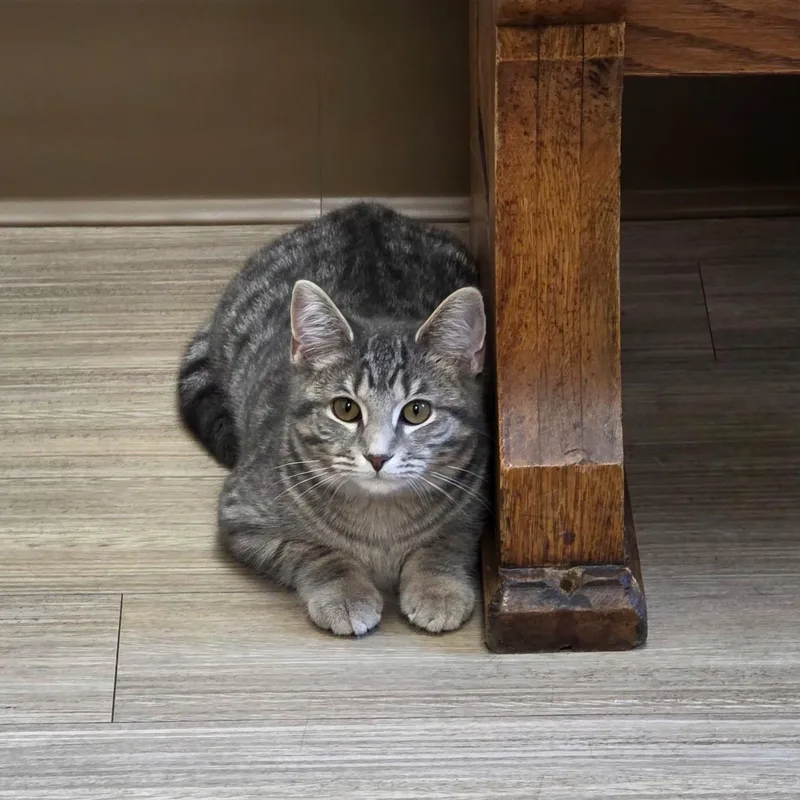 A young medium-sized female Smoke Domestic Short Hair cat named Gris for adoption in Kenton , OH