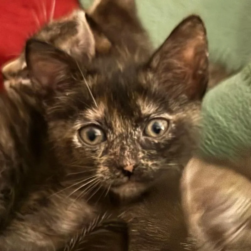 A baby small-sized female Black Domestic Short Hair cat named Miso for adoption in Austin, TX