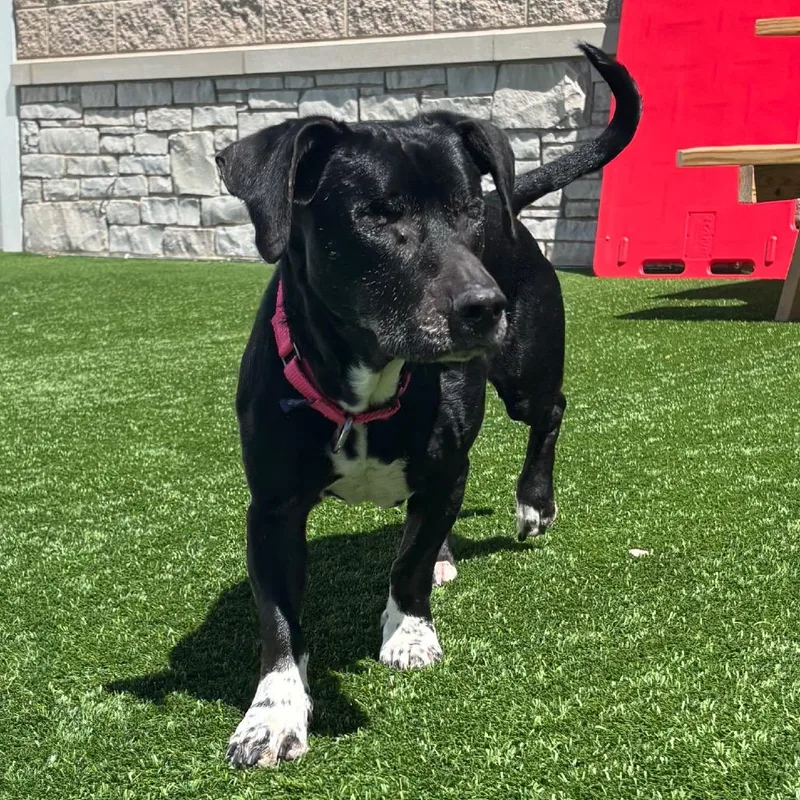 An adult medium-sized male Black Mixed Breed dog named Woodstock for adoption in Naperville, IL
