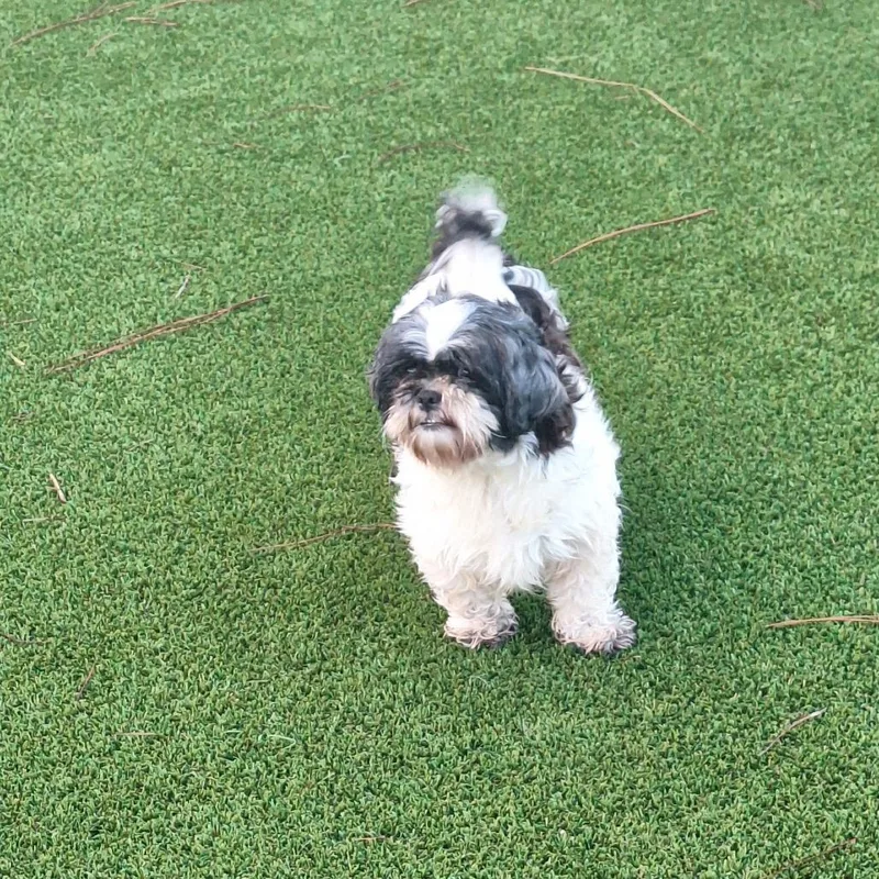 An adult small-sized female Black Shih Tzu dog named Powder Puff for adoption in LOXAHATCHEE, FL