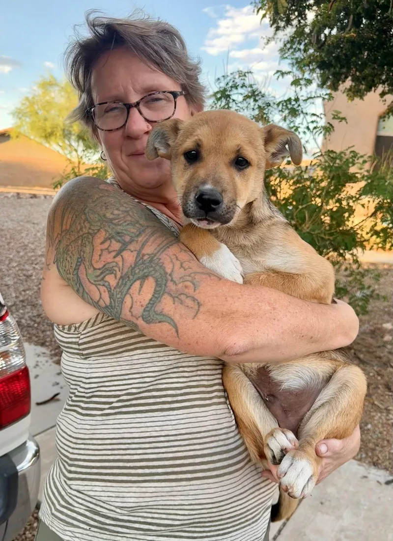 A young medium-sized male German Shepherd Dog dog named Hercules for adoption in Tucson, AZ
