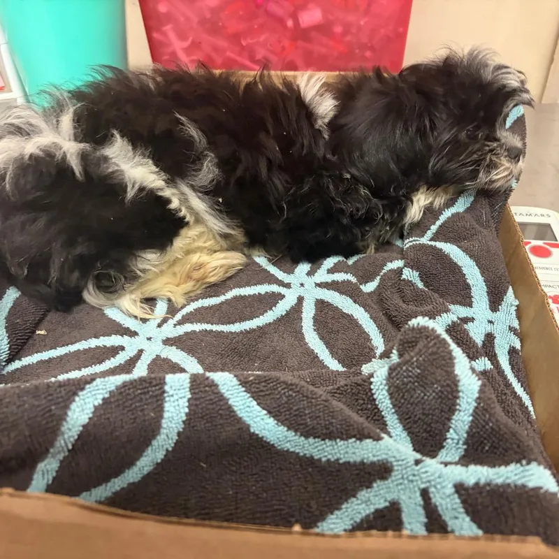 A baby small-sized male White / Cream Shih Tzu dog named Smidge for adoption in Edinburg, TX