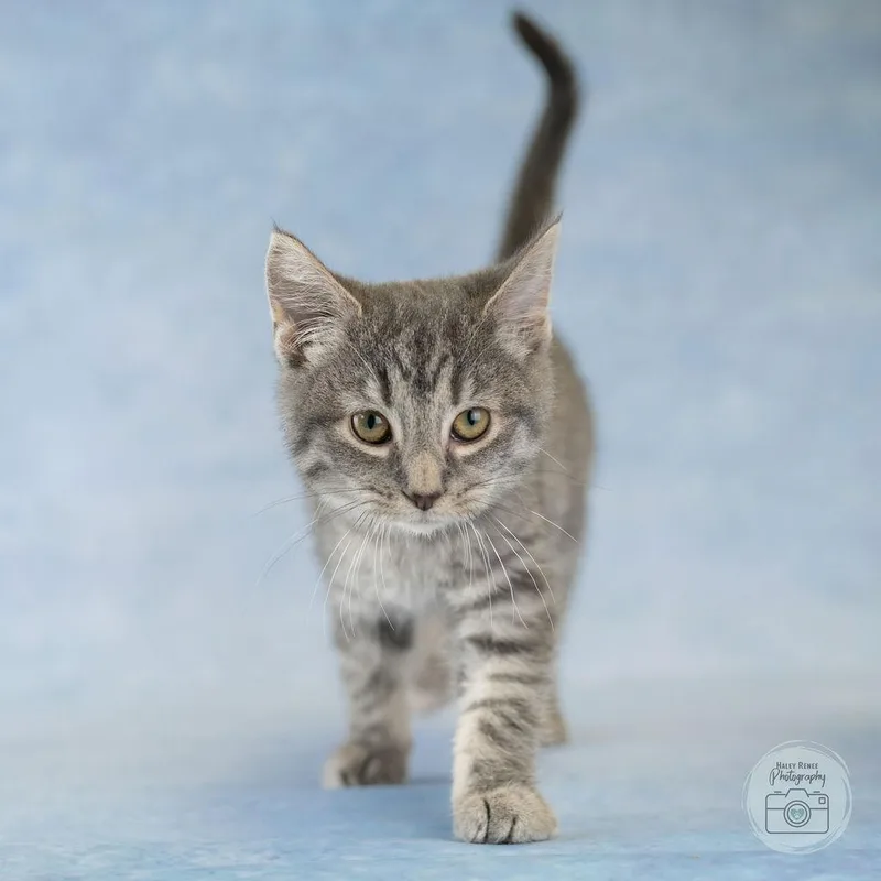 A baby medium-sized female Tabby (Gray / Blue / Silver) Domestic Short Hair cat named Blossom for adoption in Blairsville, PA