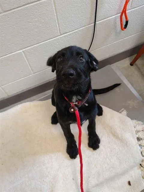 A baby small-sized female Labrador Retriever dog named Buzzy for adoption in Leesburg, VA