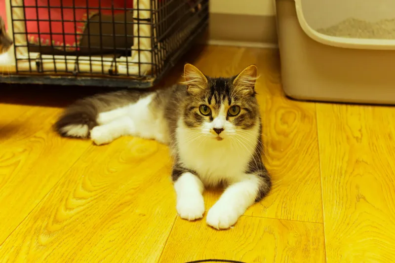 A baby medium-sized female Tabby (Buff / Tan / Fawn) Domestic Long Hair cat named Journey for adoption in Urbana, OH