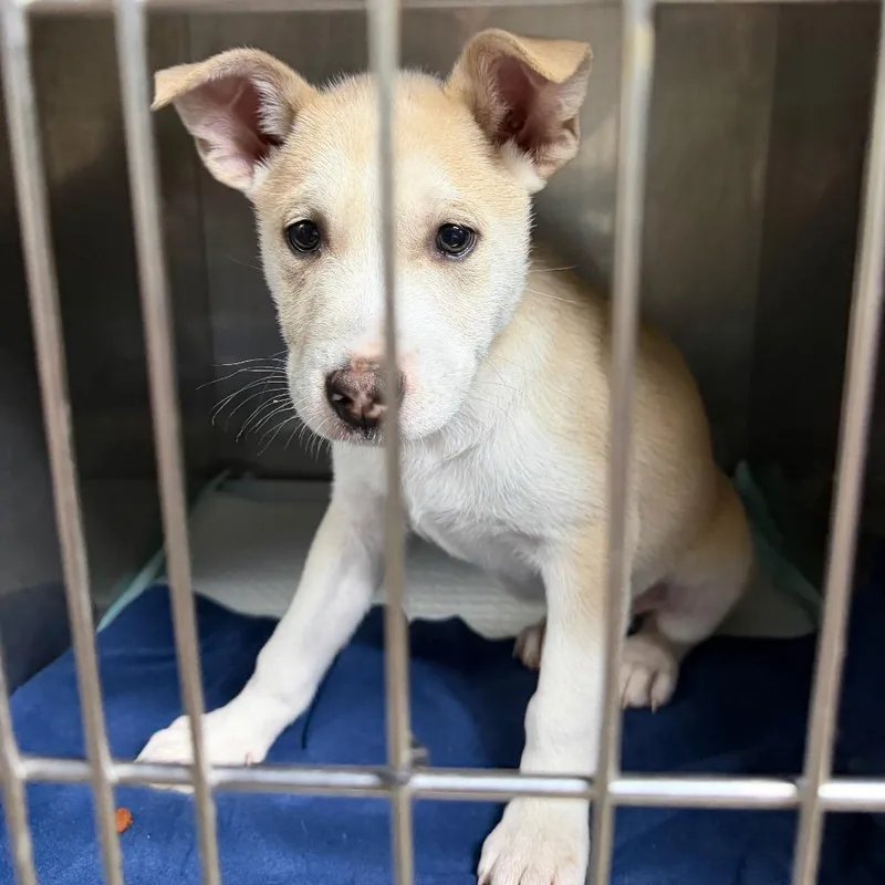 A baby small-sized female Yellow / Tan / Blond / Fawn Terrier dog named Charlotte for adoption in Madisonville, KY