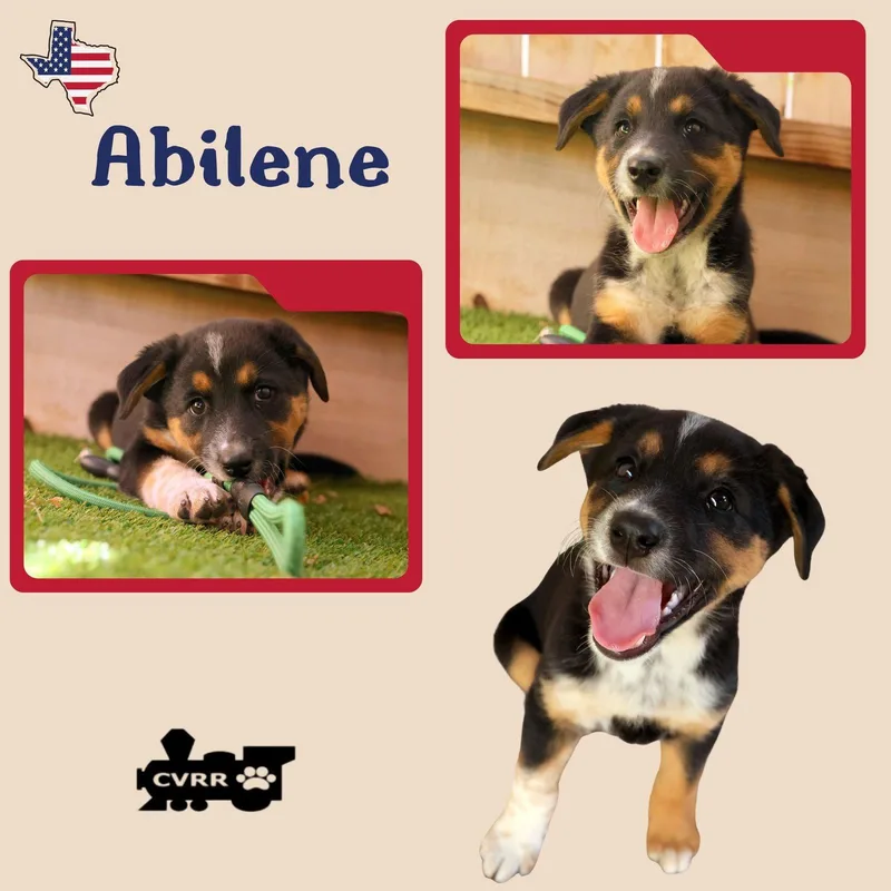 A baby small-sized female Australian Cattle Dog / Blue Heeler dog named Abilene for adoption in LINDSAY, CA