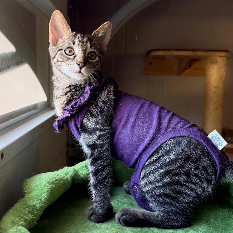 A baby small-sized female Brown / Chocolate Domestic Short Hair cat named Ruffle for adoption in Gibsonia, PA