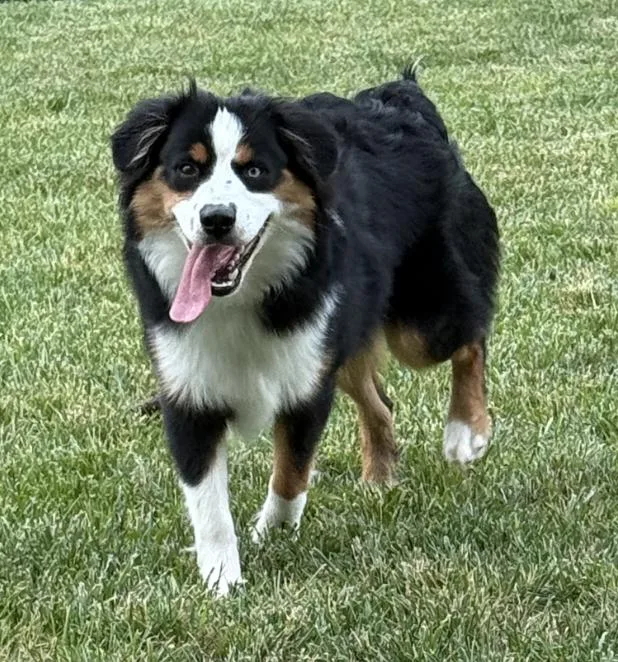 A baby medium-sized male Tricolor (Brown, Black, & White) Australian Shepherd dog named Milo for adoption in Ringwood, IL