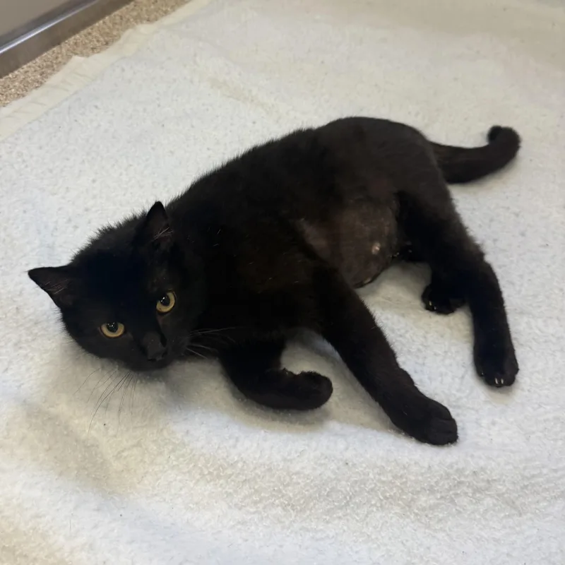 An adult medium-sized female Domestic Short Hair cat named Merida for adoption in Kearney, NE