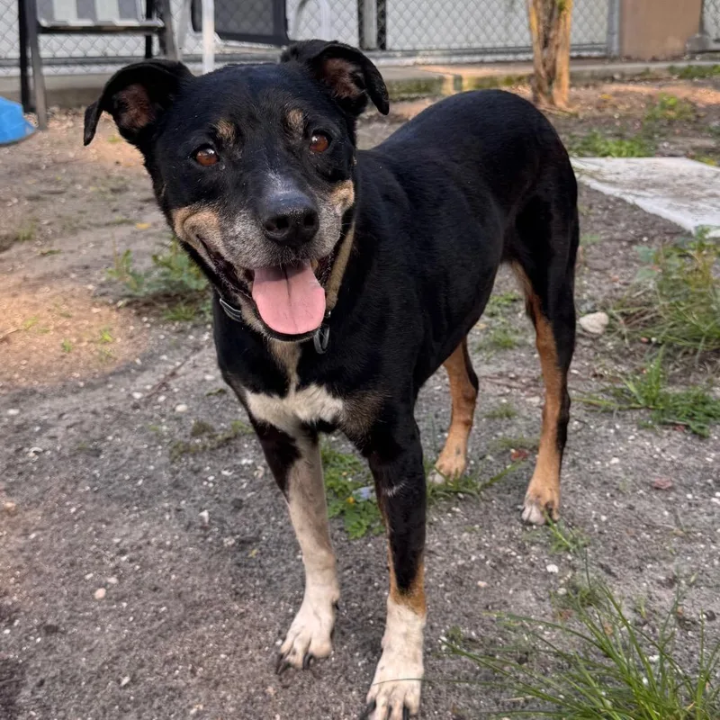 A senior medium-sized female Black Mixed Breed dog named Abigail for adoption in Lake Panasoffkee, FL