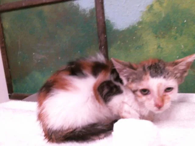 A baby small-sized female Domestic Short Hair cat named Sage for adoption in Houston, TX