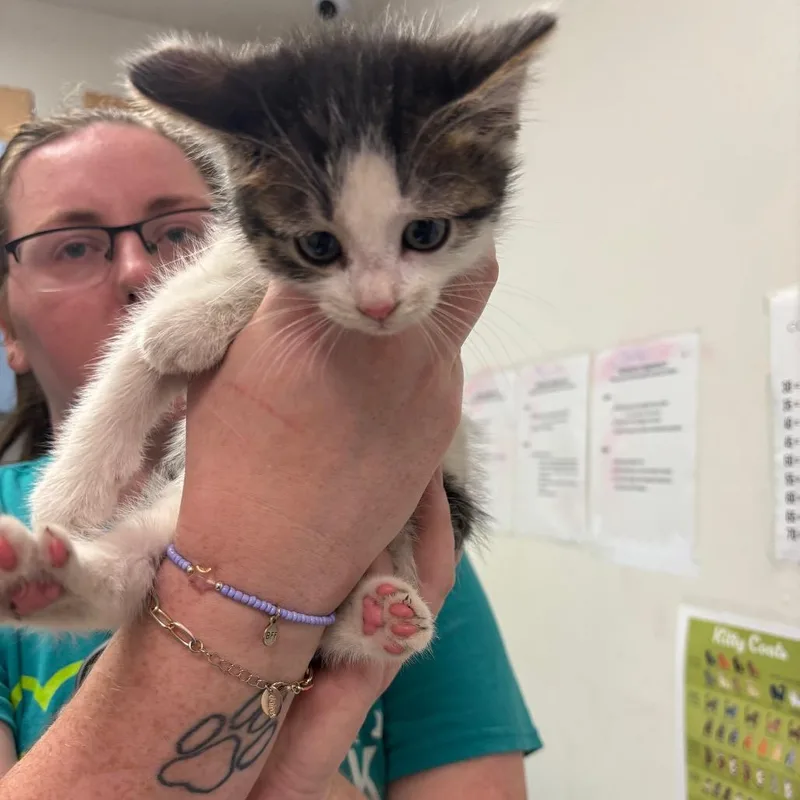A baby small-sized female White Domestic Medium Hair cat named Cow da Meow for adoption in Charleston, WV