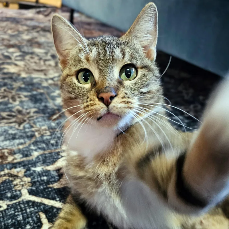 Cinnamon Bun thumbnail 3