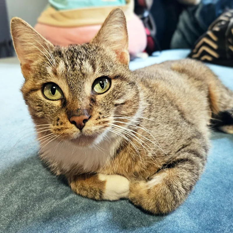 Cinnamon Bun thumbnail 4