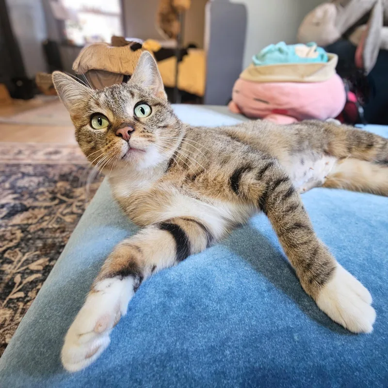 Cinnamon Bun thumbnail 5