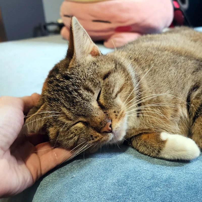 Cinnamon Bun thumbnail 6