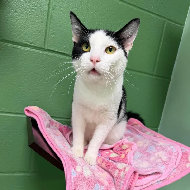 A young medium-sized male Domestic Short Hair cat named Aron for adoption in Shinnston, WV