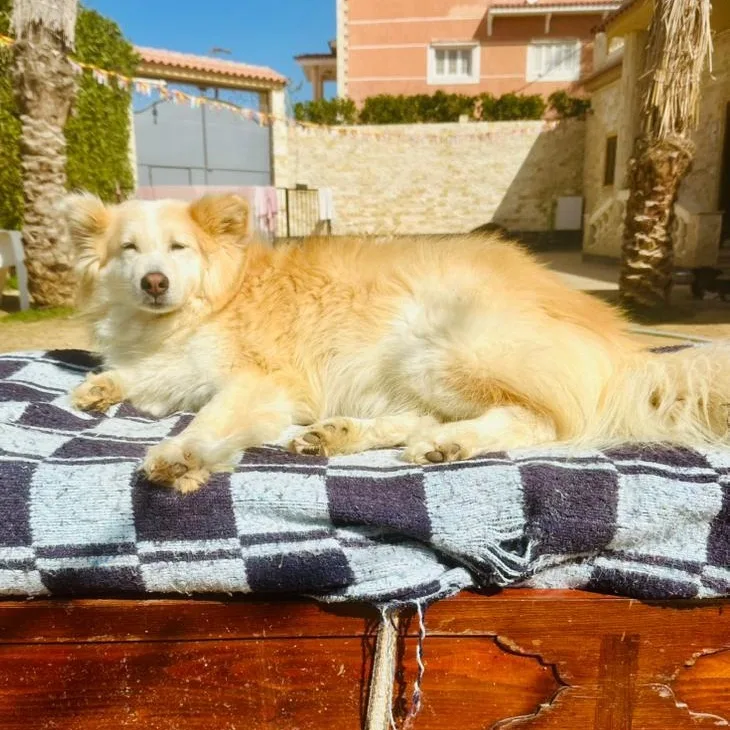 An adult medium-sized female Siberian Husky dog named Cardi for adoption in New York, NY