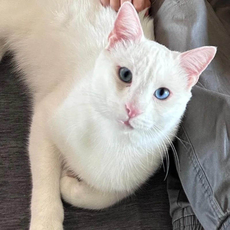 An adult large-sized male White Domestic Short Hair cat named Blue for adoption in Huntsville, AL