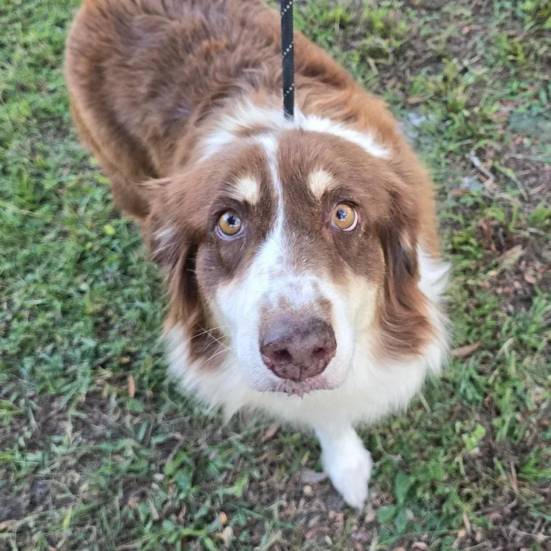 An adult medium-sized female Australian Shepherd dog named Yuma for adoption in Williston, FL