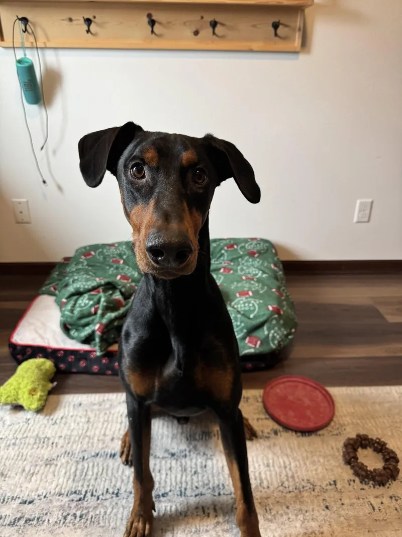 A young large-sized male Doberman Pinscher dog named Maxwell for adoption in Minneapolis, MN