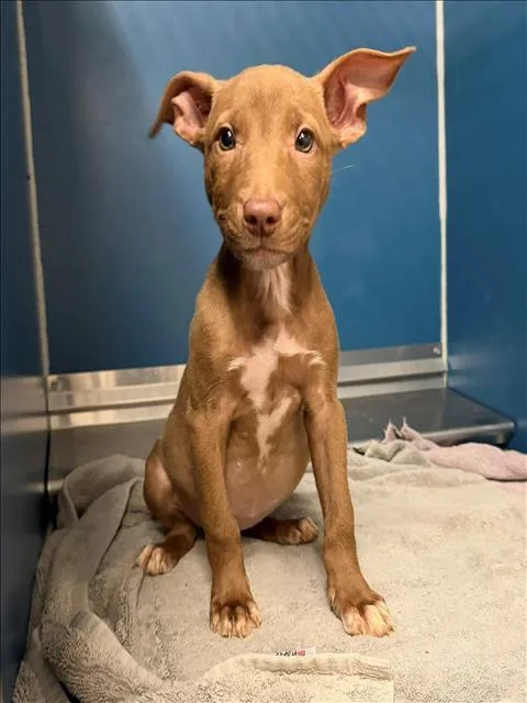 A baby small-sized female Labrador Retriever dog named Vega for adoption in Conroe, TX
