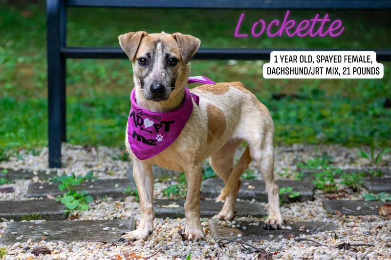 Lockette thumbnail 4