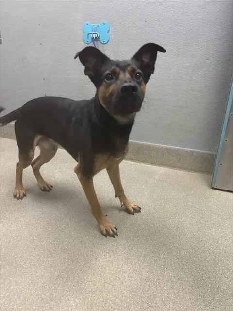 A young large-sized male German Shepherd Dog dog named Termite for adoption in Las Vegas, NV