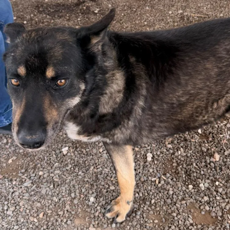 A senior medium-sized male Black Shepherd dog named Leon for adoption in Kanab, UT