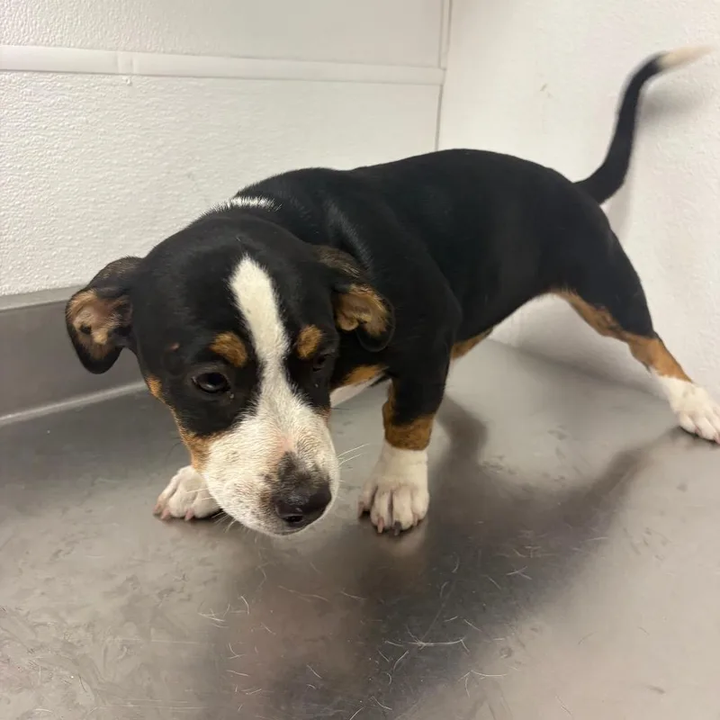 A baby small-sized female Black Pit Bull Terrier dog named Cinnamon for adoption in Henderson, NV