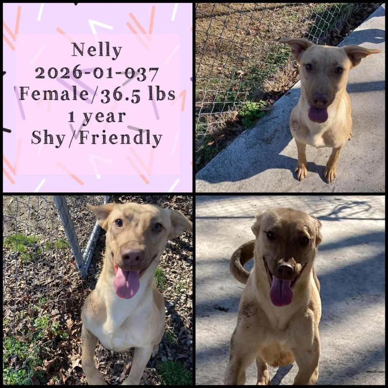 A young medium-sized female Labrador Retriever dog named Nelly for adoption in Winder, GA
