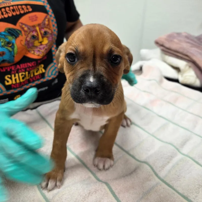 Yakitori thumbnail 2