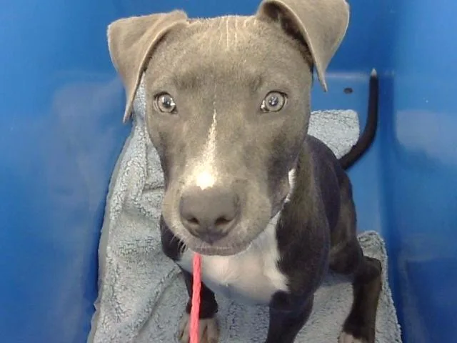 A young medium-sized female Mixed Breed dog named Sarah for adoption in Dallas, TX