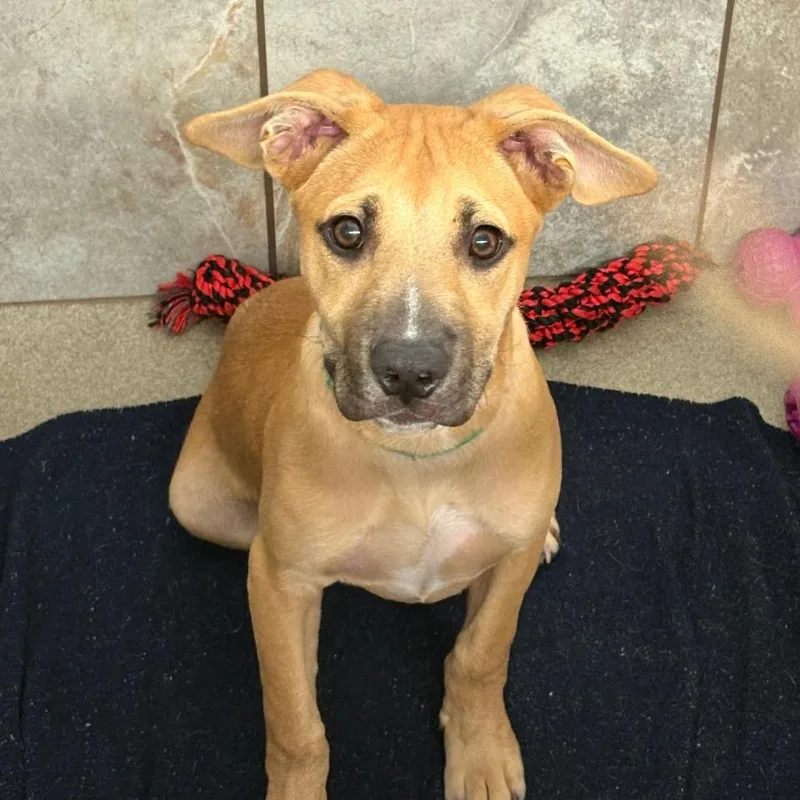 A baby medium-sized male Yellow / Tan / Blond / Fawn Shepherd dog named Luke for adoption in South Elgin, IL