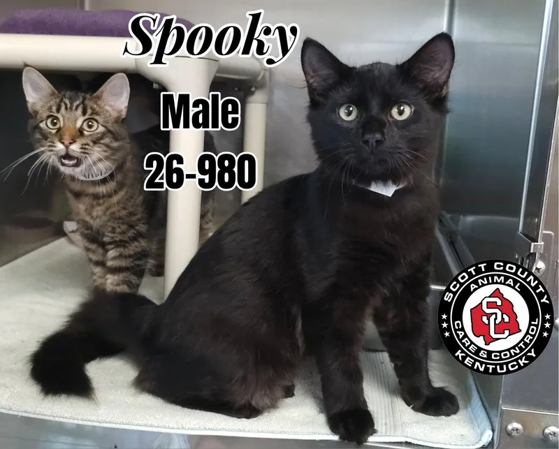 A young medium-sized male Domestic Medium Hair cat named Spooky for adoption in Georgetown, KY