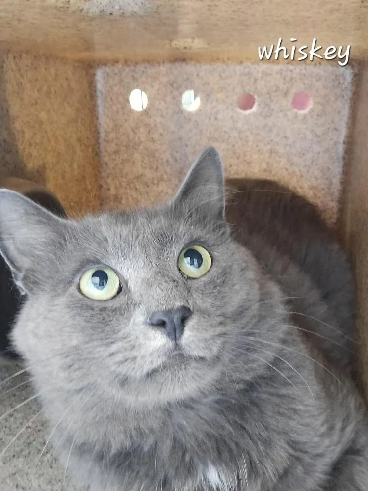 An adult large-sized male Domestic Short Hair cat named Whiskey for adoption in Dickson, TN