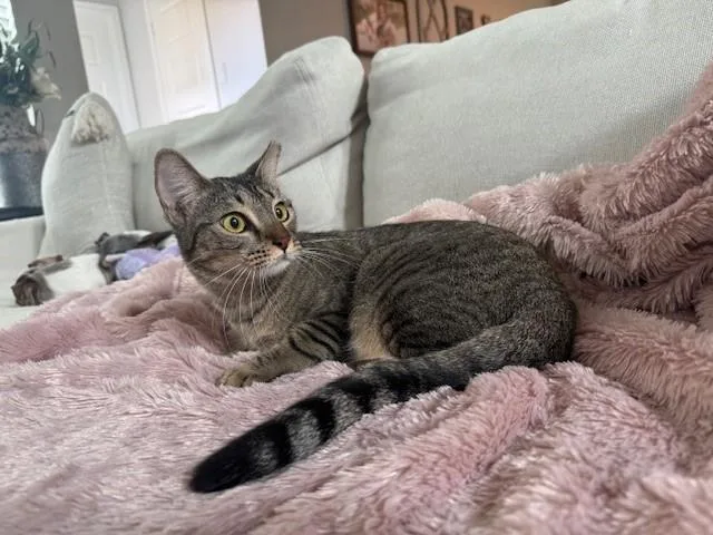 An adult medium-sized female Tabby (Brown / Chocolate) Domestic Short Hair cat named Tippy for adoption in Houston, TX