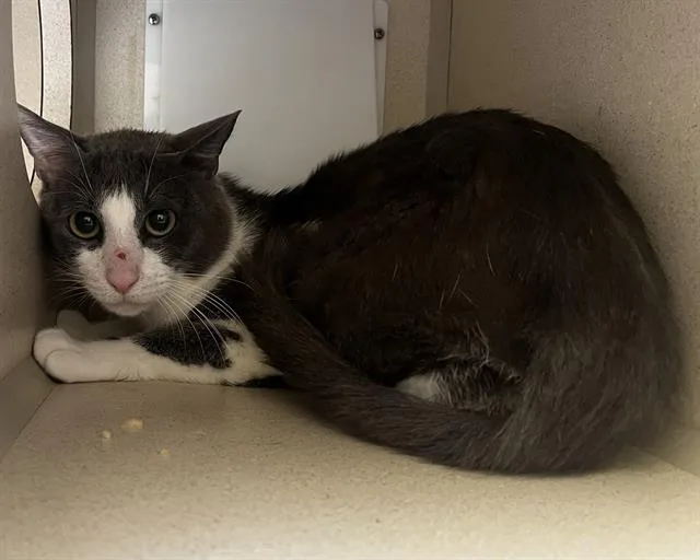 A young small-sized male Domestic Short Hair cat named Larkspur for adoption in Denver, CO