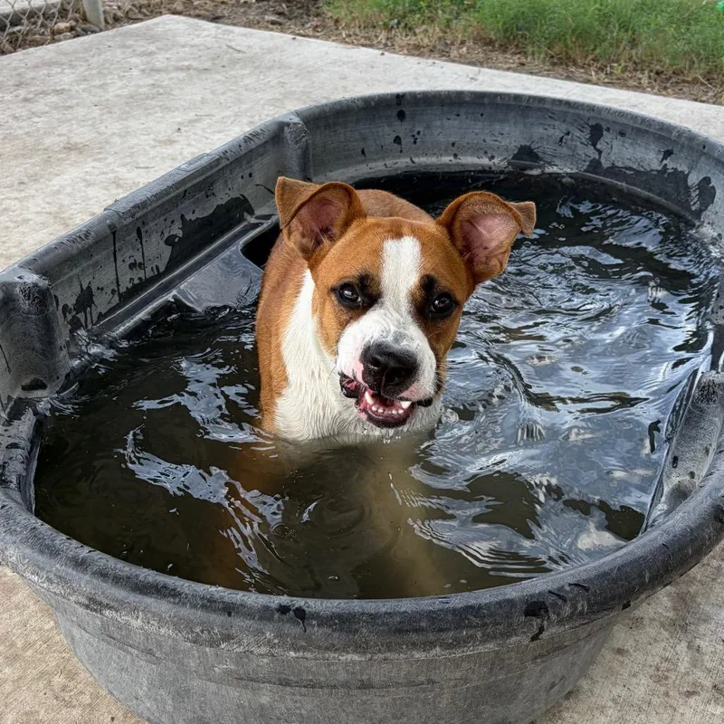 An adult medium-sized female Brown / Chocolate Boxer dog named September for adoption in Corpus Christi, TX