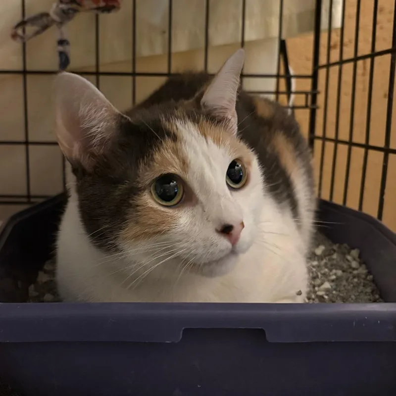 An adult medium-sized female Domestic Short Hair cat named Lily for adoption in North Myrtle Beach, SC