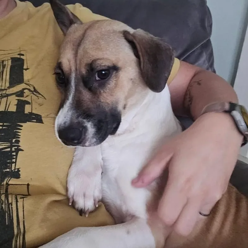 A young medium-sized female Tricolor (Brown, Black, & White) Beagle dog named Prissy for adoption in Houston, TX