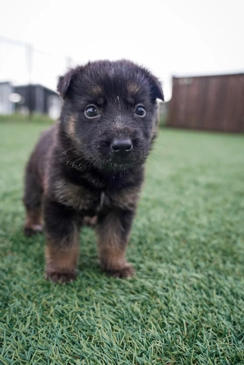 A baby large-sized female Bicolor German Shepherd Dog dog named Stormy for adoption in Los Angeles, CA
