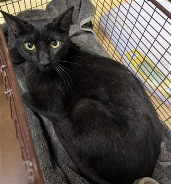 A young medium-sized female Domestic Short Hair cat named Lizard for adoption in Sacramento, CA