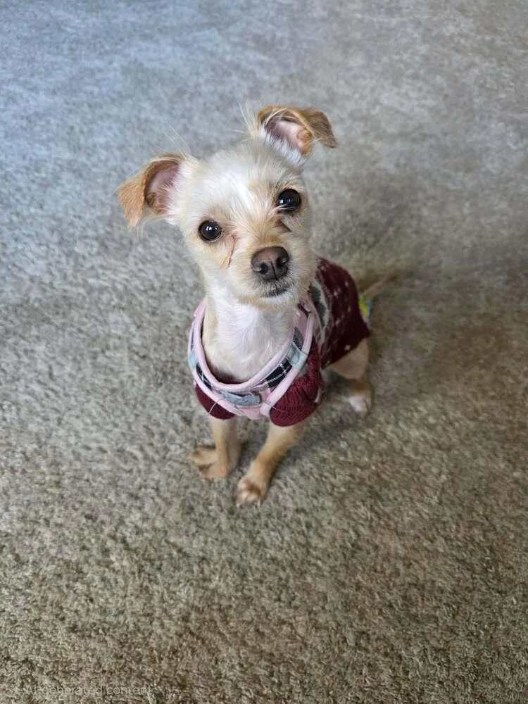 Chicken Little thumbnail 2