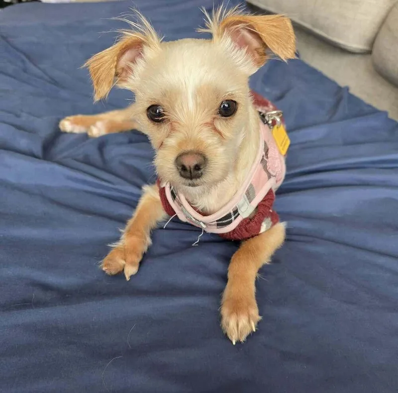 Chicken Little thumbnail 3