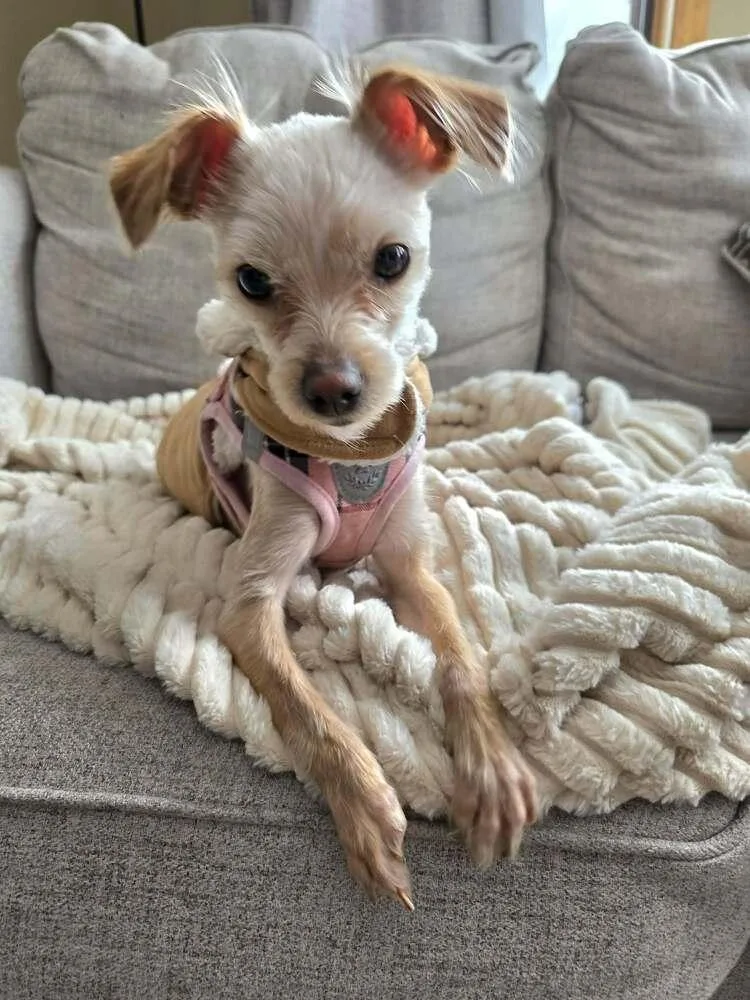 Chicken Little thumbnail 4