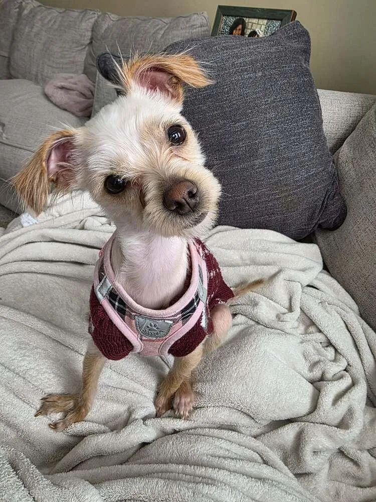 Chicken Little thumbnail 5